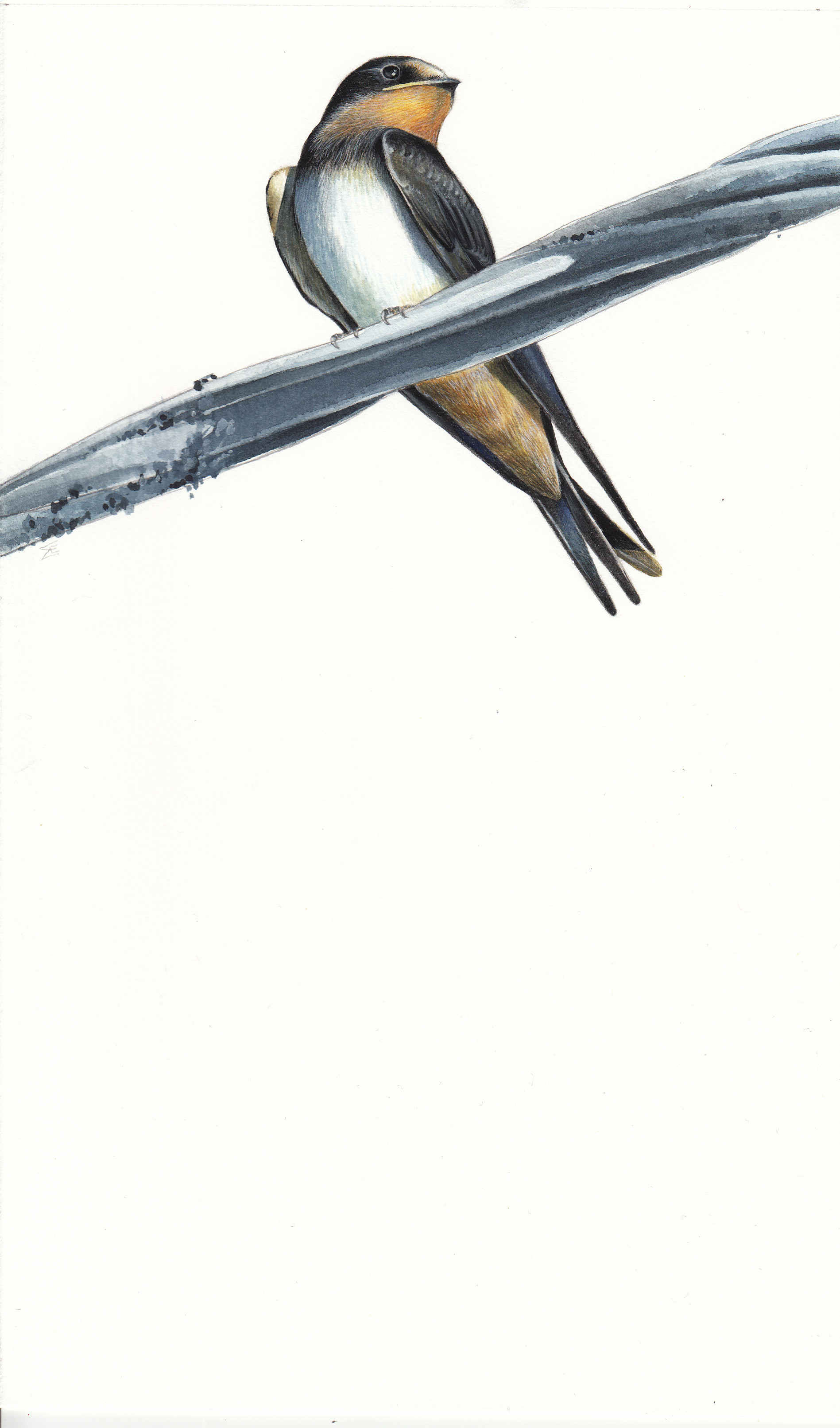 Hirundo